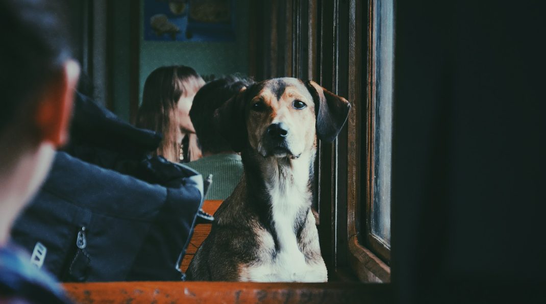 Traveling dog
