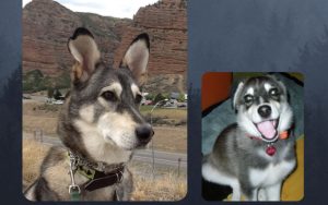 'The Four Seasons of Rascal' by Todd Cornell